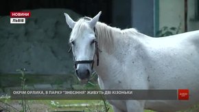 З викупленим мерією конем Орликом у  парку «Знесіння» поселили ще двох козенят