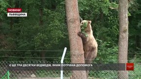У притулку «Домажир» для ведмедів створюють умови дикої природи