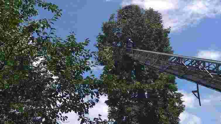 На Львівщині рятувальники зняли з дерева травмованого лелеку 