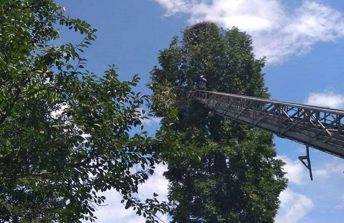 На Львівщині рятувальники зняли з дерева травмованого лелеку 