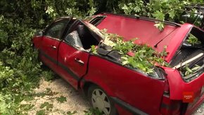 На вулиці Пекарській на припарковані автівки впало дерево