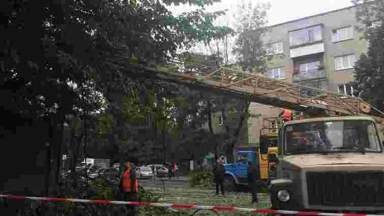 Через зламане дерево у Львові не курсує трамвай №7