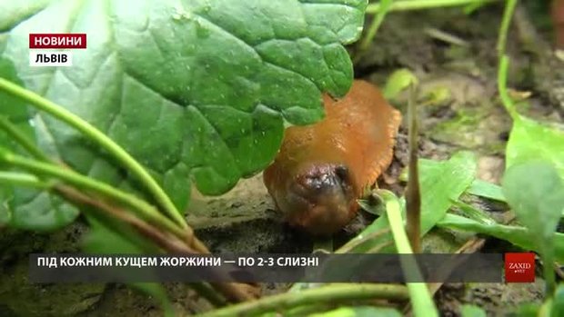 Львівщина масово потерпає від навали іспанських слимаків