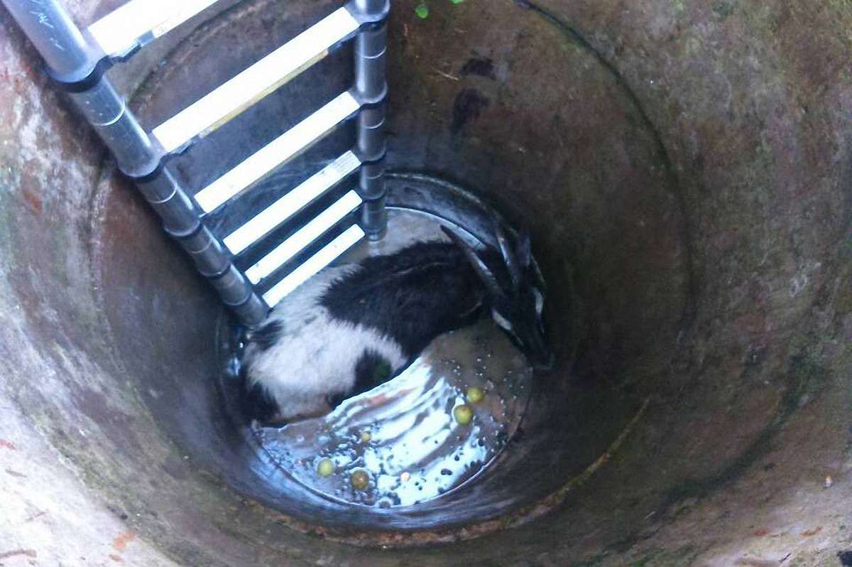 У Брюховичах рятувальники витягли з криниці козу