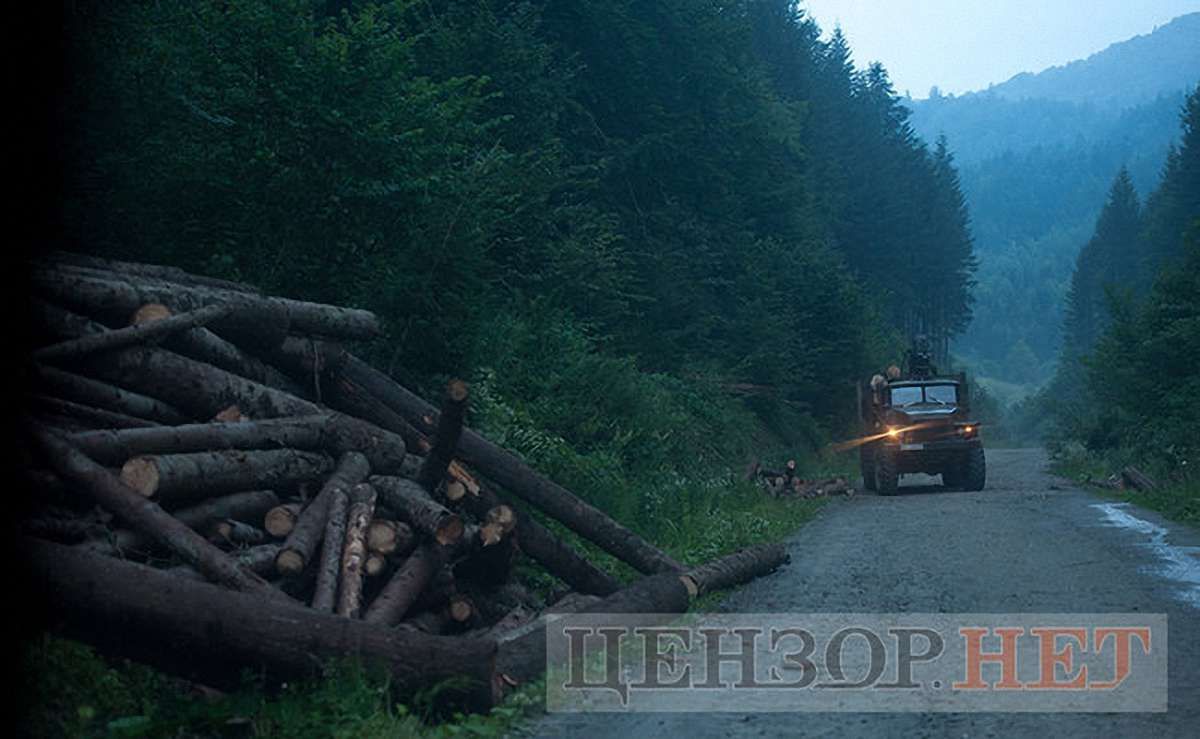 «Цензор.нет» опублікував фото вирубки лісу-кругляка поблизу Східниці