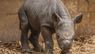У зоопарку Великобританії народився рідкісний чорний носоріг. Фото дня