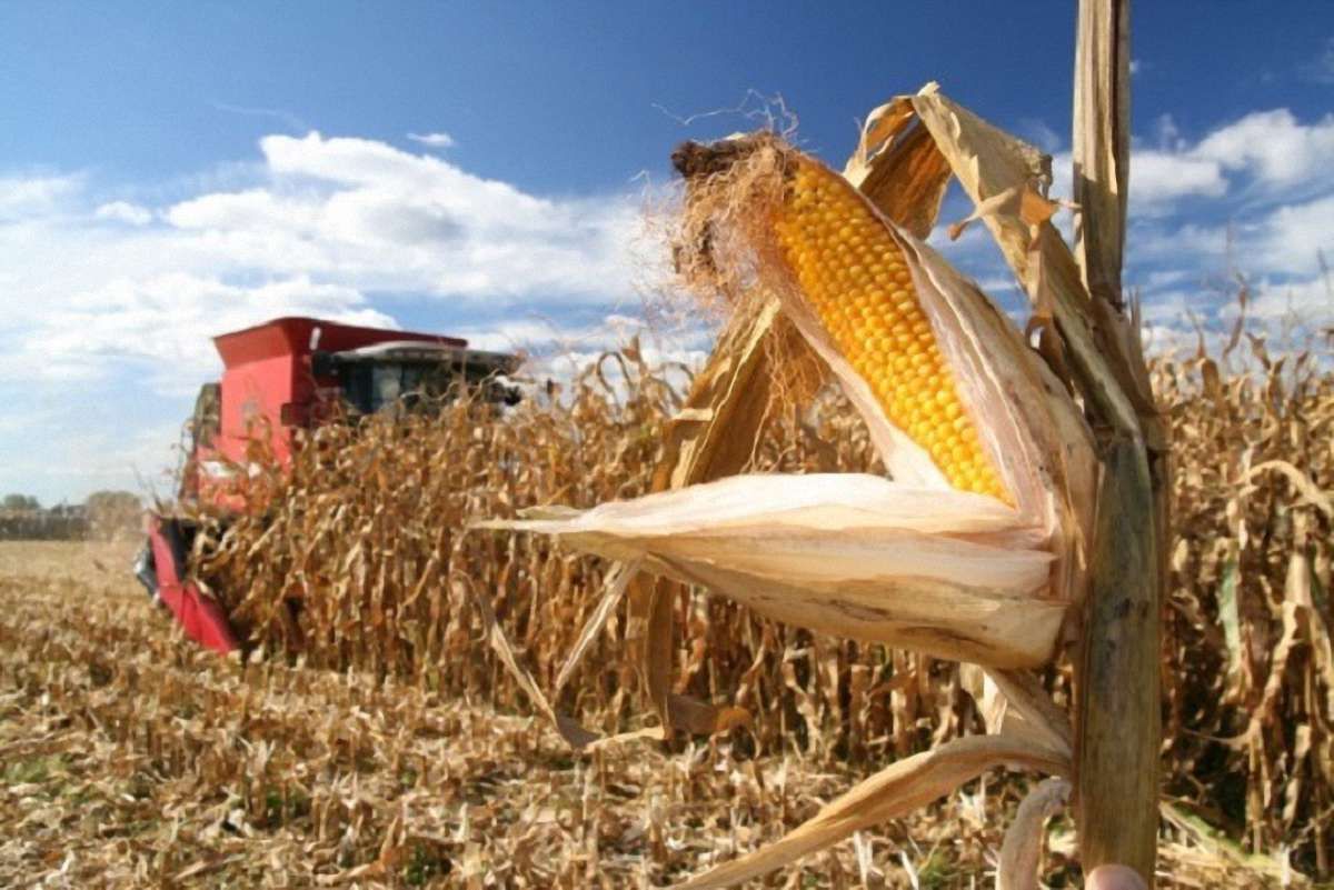 Україна очікує на рекордний врожай кукурудзи, а також збільшення продажів у Китай