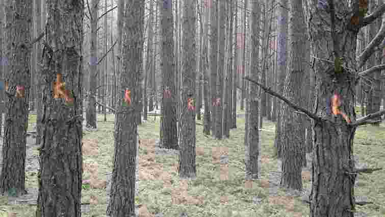 Через кліматичні зміни на Поліссі масово всихають хвойні ліси