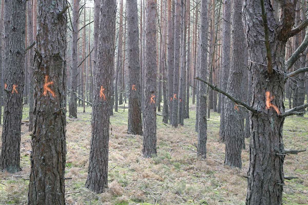 Через кліматичні зміни на Поліссі масово всихають хвойні ліси