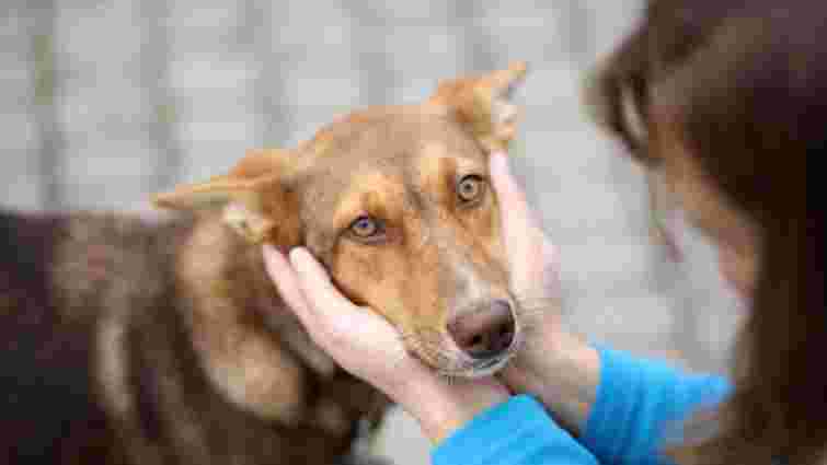 Волонтери нарахували у Львові 405 безпритульних собак