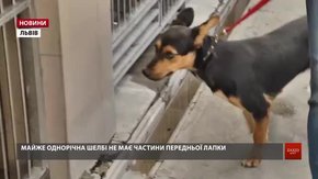 ЛКП «Лев» шукає господарів для собаки, який втратив лапу