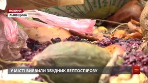 Переповнені сміттєві майданчики у Дрогобичі можуть спричинити спалах лептоспірозу