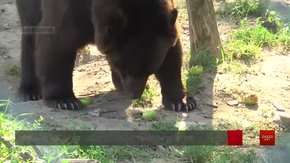 У ведмежому притулку «Домажир» відвідувачі робили медові смаколики для клишоногих