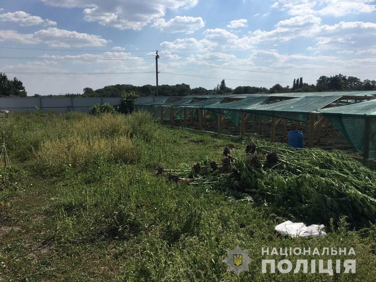 На Миколаївщині поліцейські знайшли плантацію конопель вартістю ₴12 млн