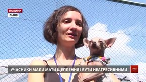 У Львові вперше влаштували собачі перегони «Просто пуллер»