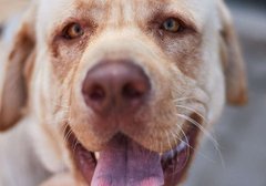 Лабрадор Рональд та його молоді друзі