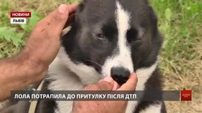 У ЛКП «Лев» шукають для навчання другу собаку-візитера