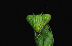 В гостях у богомола