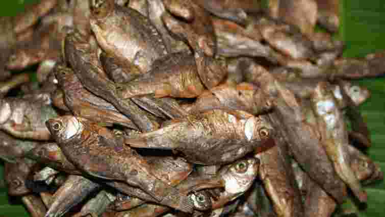 На Сумщині у двох чоловіків через вживання в’яленої риби діагностували ботулізм
