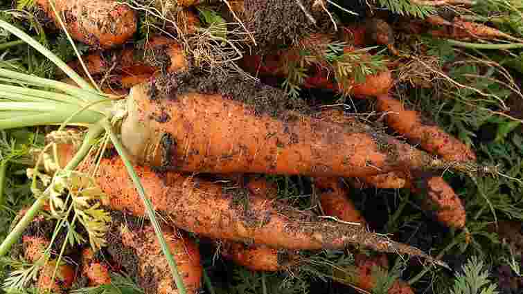 Україна почала імпортувати моркву з Білорусі через високу ціну на власні овочі
