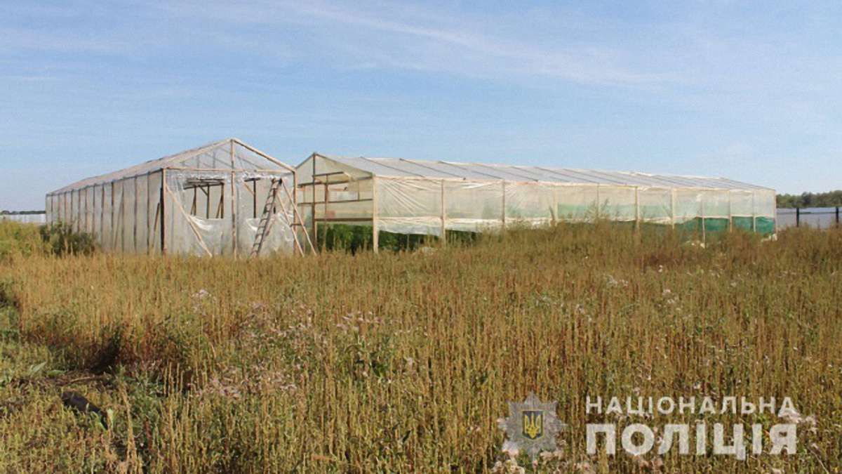 Плантацію конопель на 10 млн грн виявила поліція у селі на Закарпатті