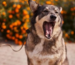 Молода Вовчиця та її хвостаті друзі