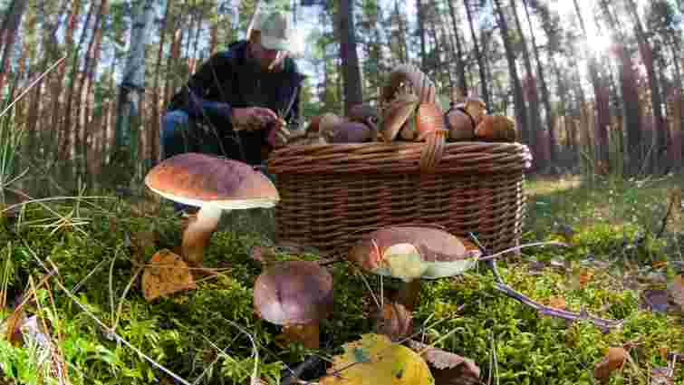 З початку року 174 українці отруїлися грибами