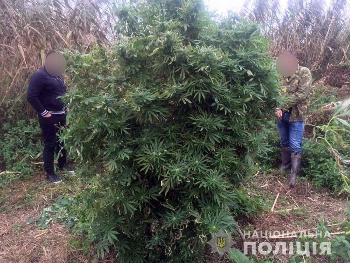 На Київщині екс-працівника МВС викрили на вирощуванні марихуани
