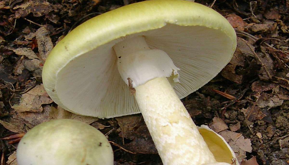 У Львові троє чоловіків потрапили до реанімації через отруєння грибами