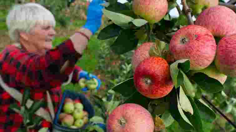 Індія відкрила свій внутрішній ринок для українських яблук