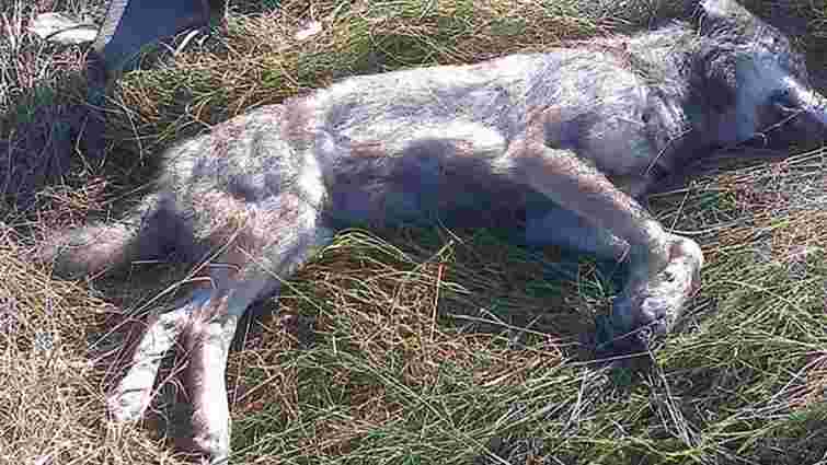 На Тернопільщині вовки стали частіше нападати на людей