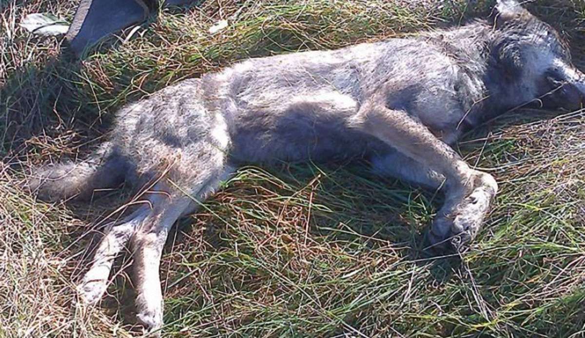 На Тернопільщині вовки стали частіше нападати на людей