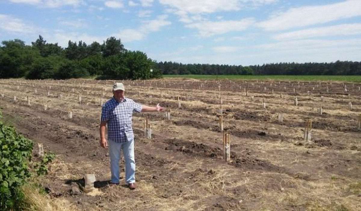 В Україні посадили перший промисловий сад ківі