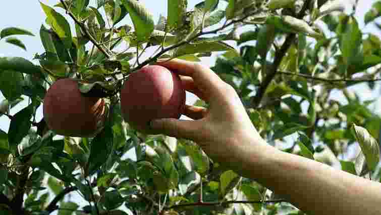 Українські садівники через збитковість залишають врожаї яблук у садах