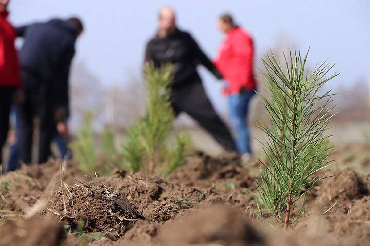 Львів’ян запрошують долучитись до висадки лісу у Страдчі та Соснівці