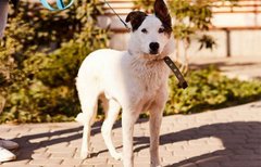 Усміхнений Барні