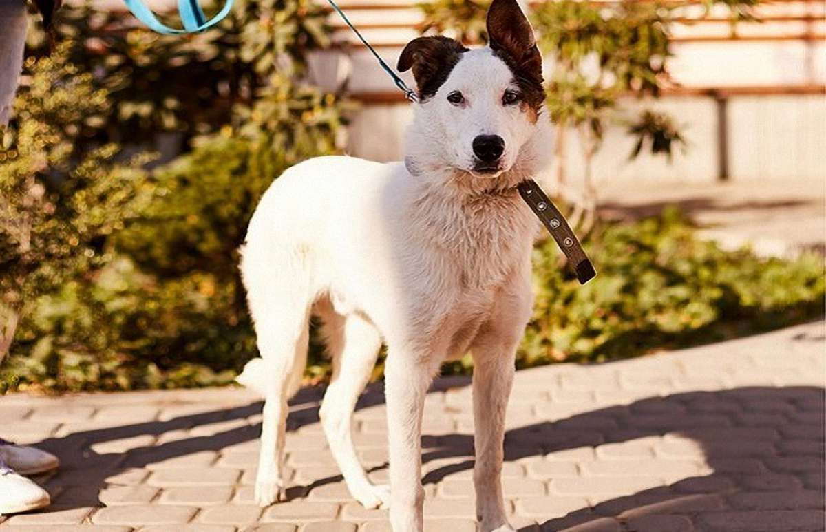 Усміхнений Барні