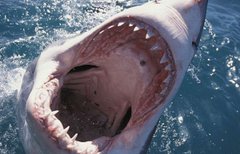 У пащі акули