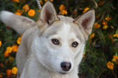  Ірма з магічним поглядом та її друзі