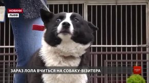 ЛКП «Лев» прилаштувало 2 тисячі безпритульних тварин