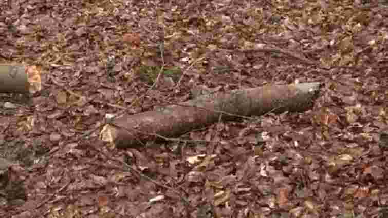 На Золочівщині внаслідок падіння дерева загинув 41-річний чоловік