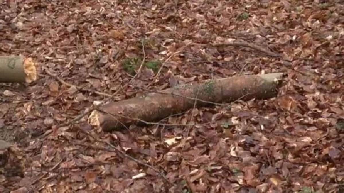 На Золочівщині внаслідок падіння дерева загинув 41-річний чоловік