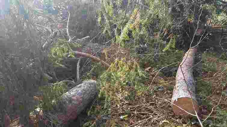 На Старосамбірщині виявили незаконну рубку дерев