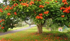 Кулясті, тюльпанові і японські