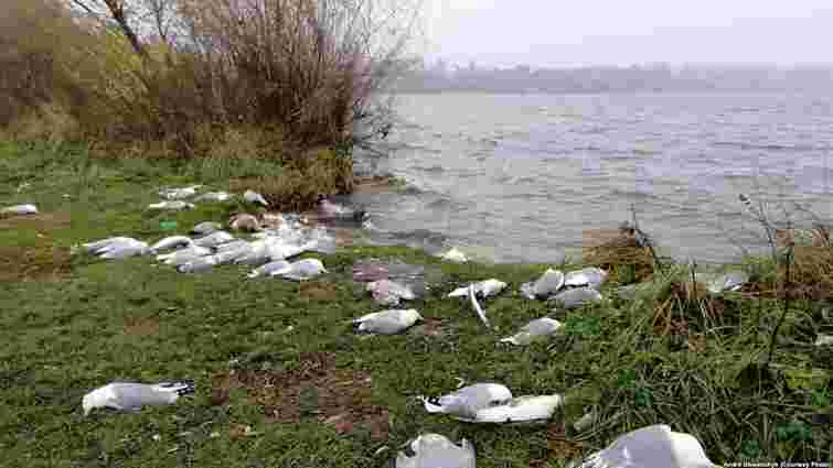 Біля Тернопільського озера зафіксували масову загибель птахів