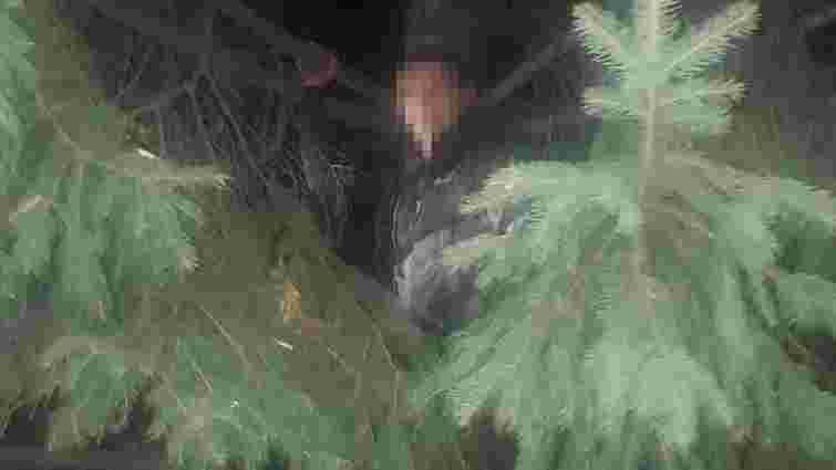 У Львові грабіжник, утікаючи від патрульних, заліз на дерево
