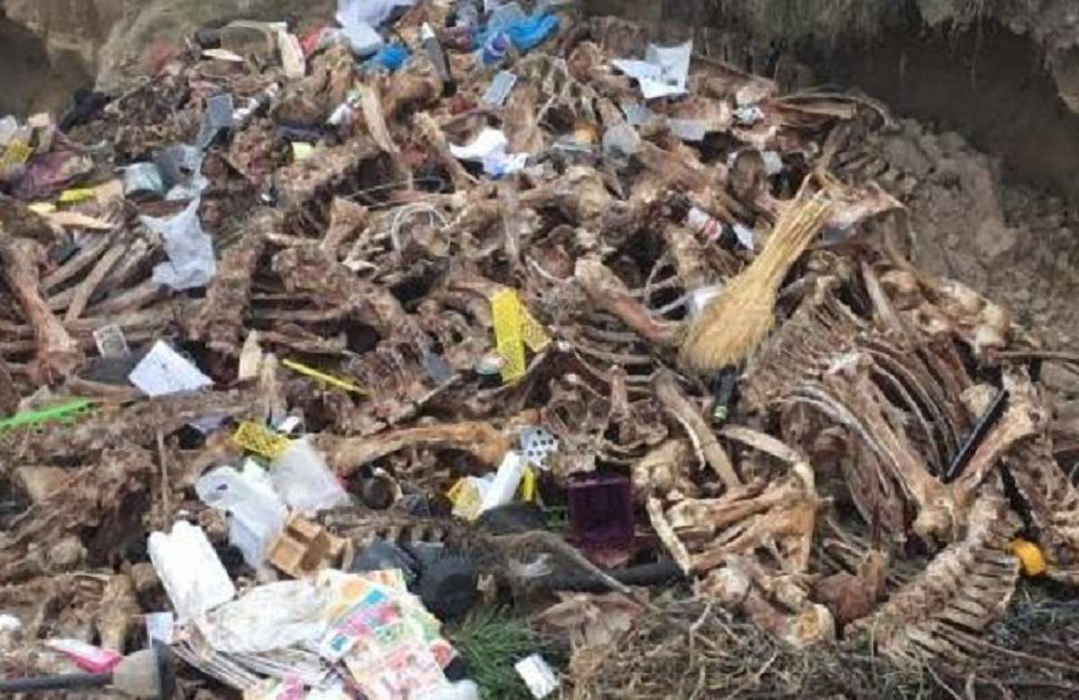 На Жовківщині екологи виявили нелегальний скотомогильник