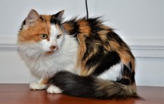 Муркотлива Рижуля та ексклюзивні метиси