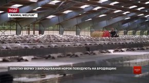 Пілотну ферму з вирощування норок побудують на Бродівщині 