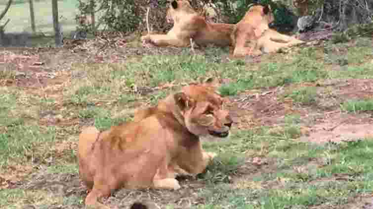 Левиці з приватного зоопарку біля Самбора проходять адаптацію в сафарі-парку в Африці